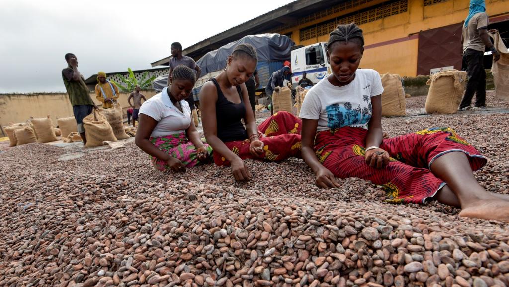 Cacao ivoirien: La menace d’un embargo américain