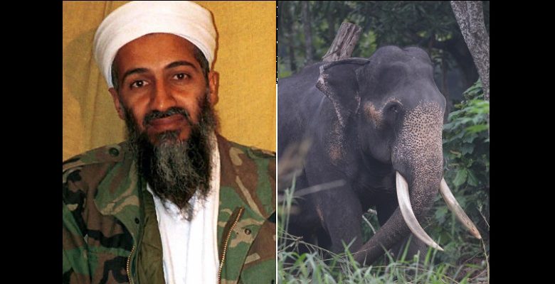 Inde: Un éléphant surnommé Oussama ben Laden piétine cinq personnes à mort