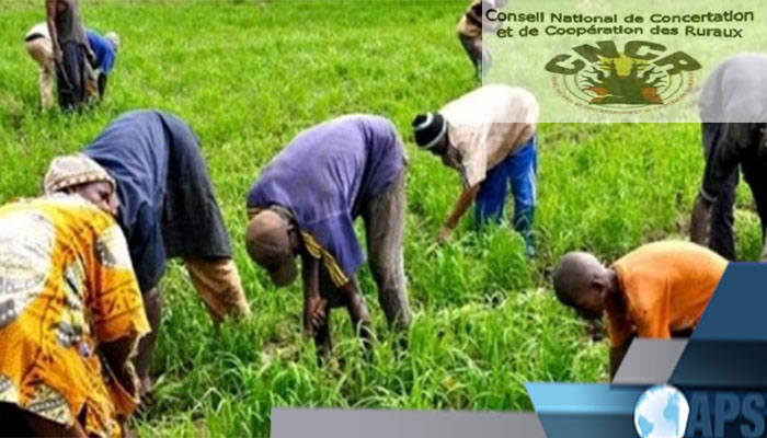 Subvention de la campagne arachidière: le CNCR demande à l’Etat de lancer des négociations avec les acteurs
