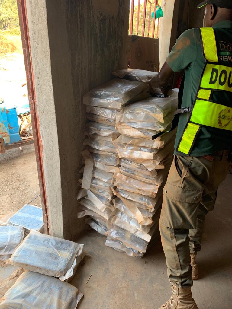 Kédougou: la Brigade des Douanes de Moussala saisit 248 kg de chanvre indien (images)
