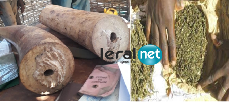 DOUANE - Saisies de deux défenses d’éléphant à Kédougou et de 66 kg de chanvre indien à Kolda