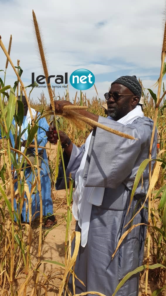 PHOTOS - SAMUEL SARR en plein travail dans les champs de son marabout