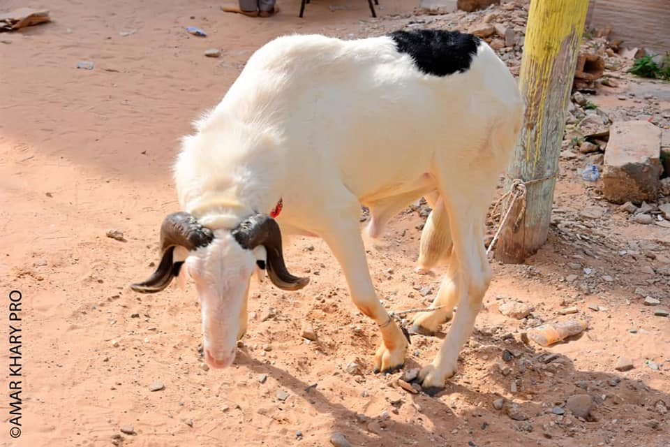 PHOTOS - Revivez en images le baptême du fils de Alioune Tall DG, RV des Vip