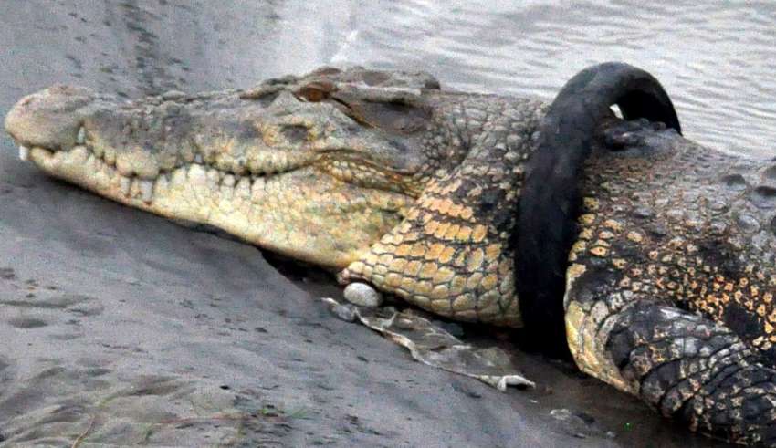 Une récompense pour retirer un pneu coincé depuis 2016, autour du cou d'un crocodile