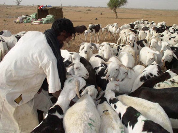 Vol de bétail: Le gang d’Ousseynou «Tialakh» risque 10 ans de prison