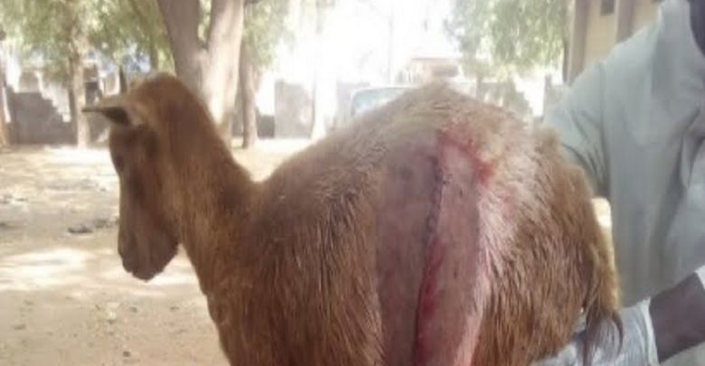 Nigéria: Une chèvre donne naissance à un petit avec un crâne de forme humaine (photos)