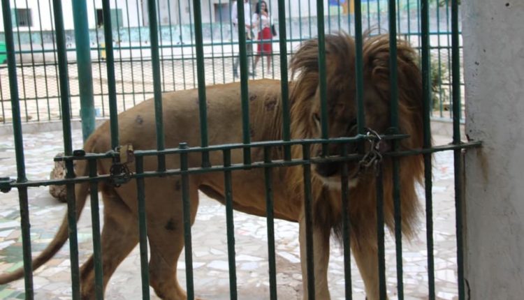 L’homme mordu par le lion au parc de Hann balance : « les travailleurs du parc vendent des poils de lion »