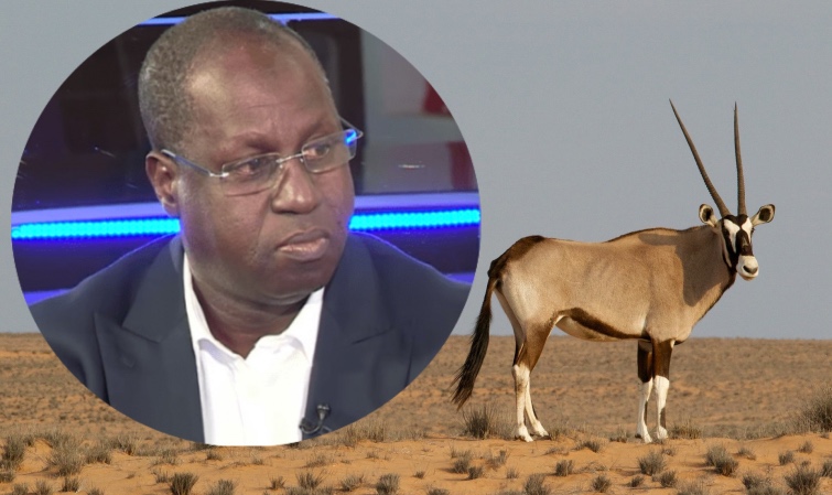 Affaire des gazelles transférées: Abdou Karim Sall à ses oryx et périls