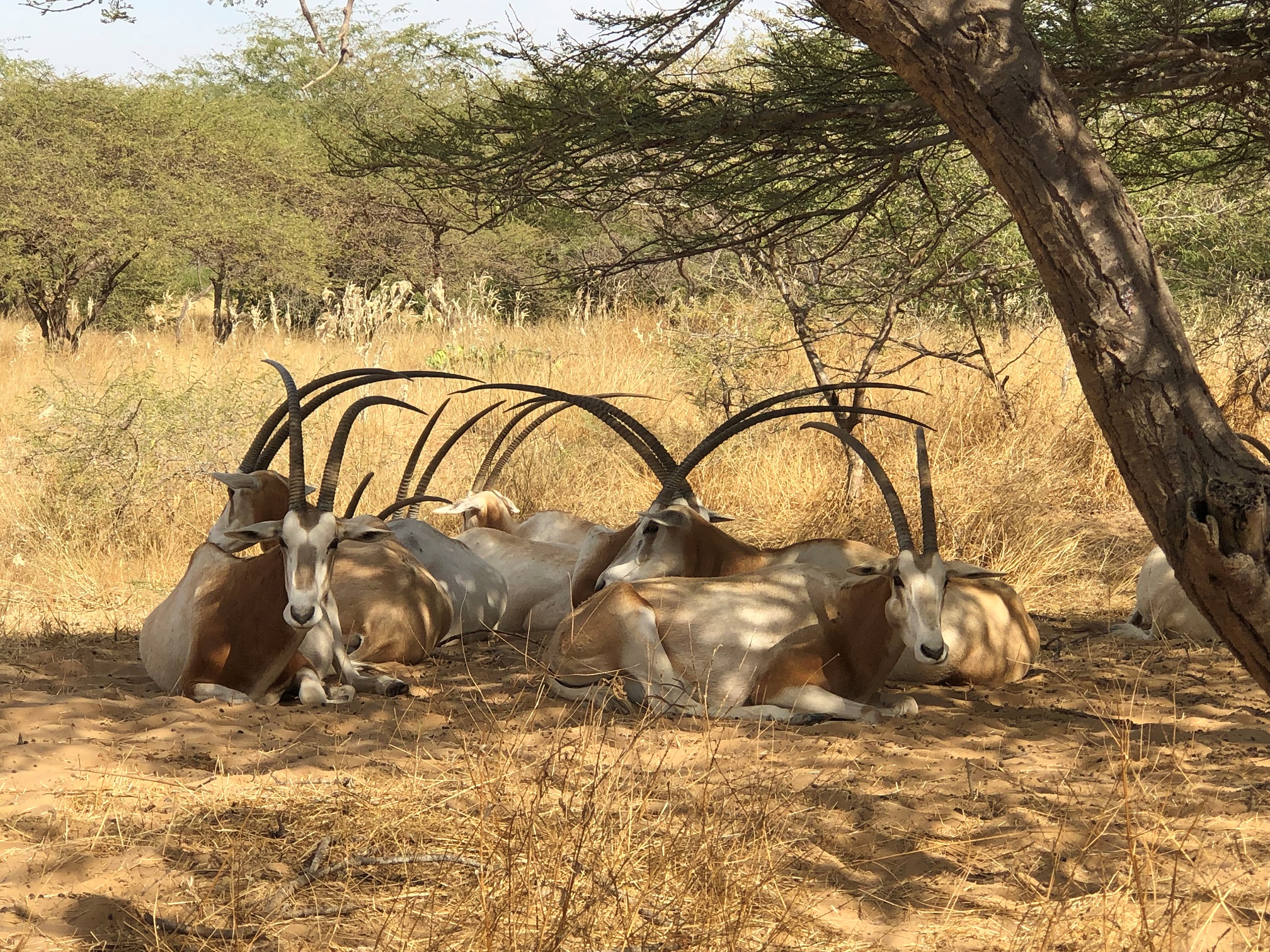 Affaire des gazelles Oryx: Pourquoi autant d’acharnement ? (Par Mamadou Diallo)