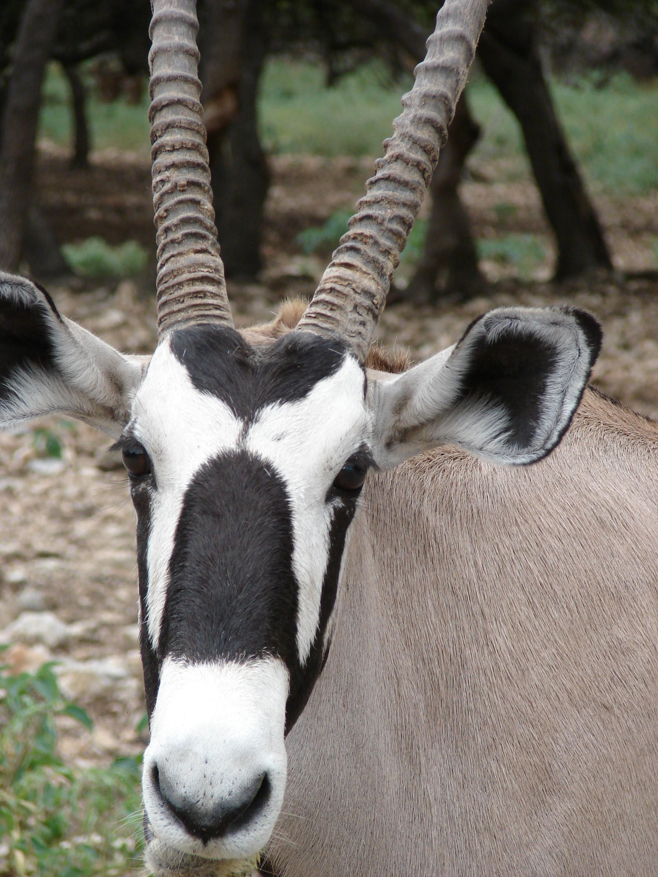 La gazelle, "un fétiche doux", selon un guérisseur