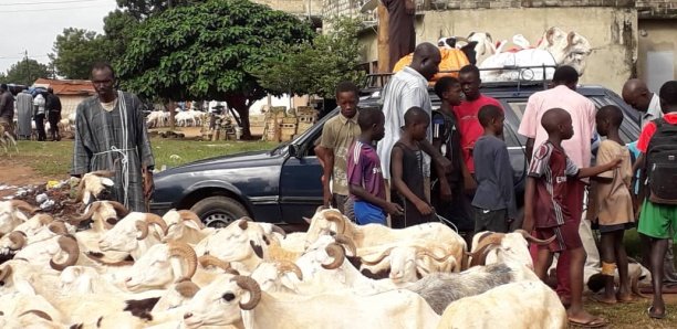 Covid -19 / Mesures barrières dans les foirails: Ces recommandations impossibles à...