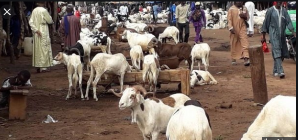 Tabaski / Inéligibilité au sacrifice: Les 13 défauts du mouton