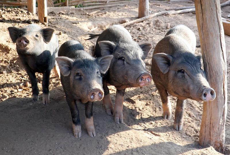 Thiaroye-Sur-Mer: Déguerpis, les éleveurs de porcs crachent leur part de vérité