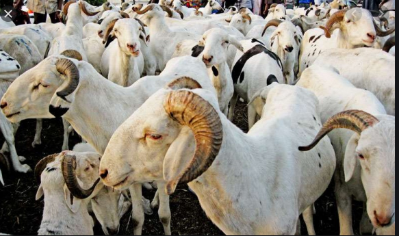 Tabaski 2020: Près de 150.000 moutons invendus dont 65 000 à Dakar !