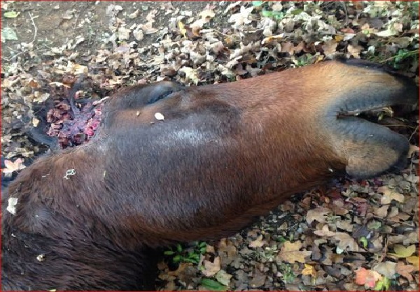 Fétichisme, rituel satanique ou  défi sur Internet en France ? : Un cheval retrouvé mort dans un pré, mutilé,  avec l’oreille droite coupée