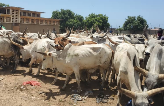 Tamkharit 2020 - Les 1600 bœufs offerts par Macky Sall sont...