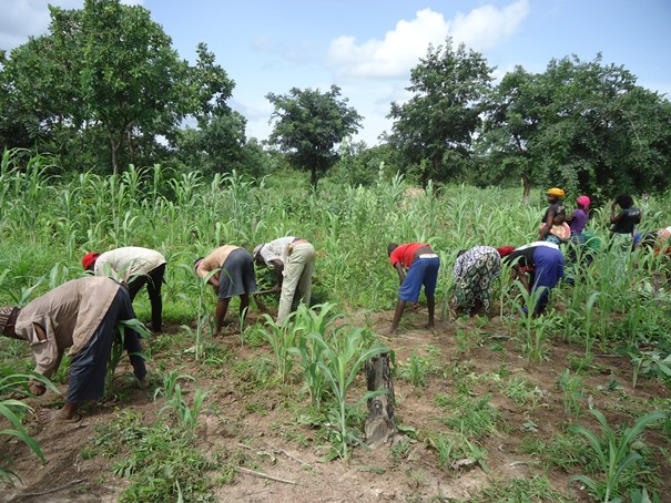 Impact Covid-19 / ANSD: " Les agriculteurs sont les moins touchés"