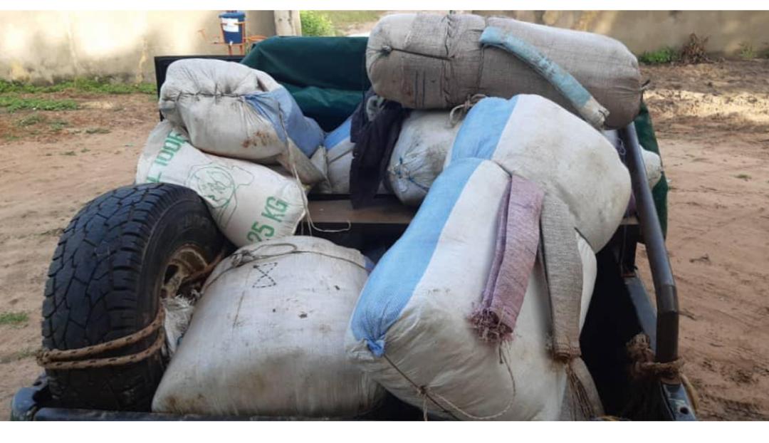 Gros coup de la Douane à Kaolack: 540 kg de chanvre indien interceptés en 24h !