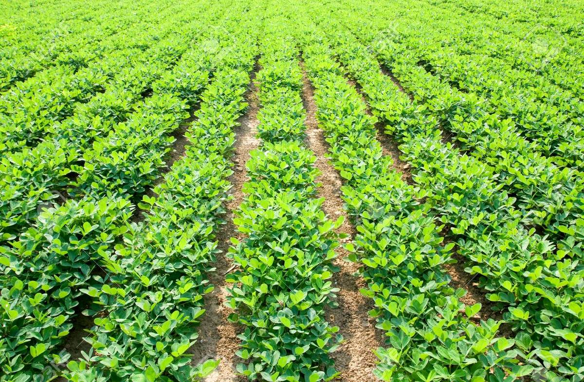 Campagne de commercialisation de la production agricole: Macky Sall presse les ministres de l’Agriculture et du Commerce, pour son démarrage