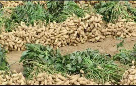 Campagne de commercialisation agricole: Le Président Macky Sall instruit à un déploiement sur le terrain