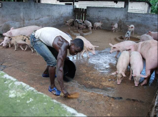 Complaintes des éleveurs de porcs: Quand le «Niamu Mbaam» devient introuvable