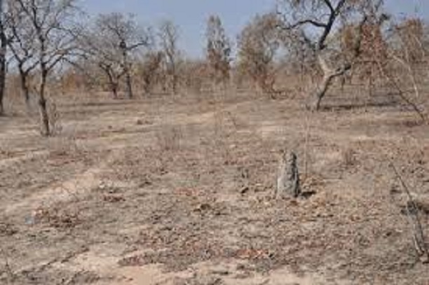 Paysages dégradés, productivité agricole en baisse: La BM va injecter près de 2 687 milliards de FCfa pour les zones arides d'Afrique