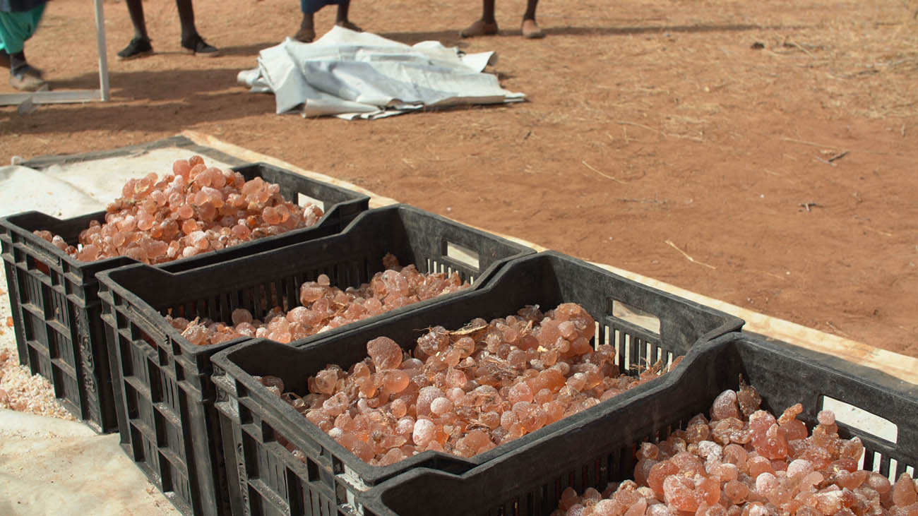 Réponse d’Asiyla Gum Company à l'ambassade d'Arabie Saoudite : « notre Société ne s’est jamais réclamée saoudienne… »