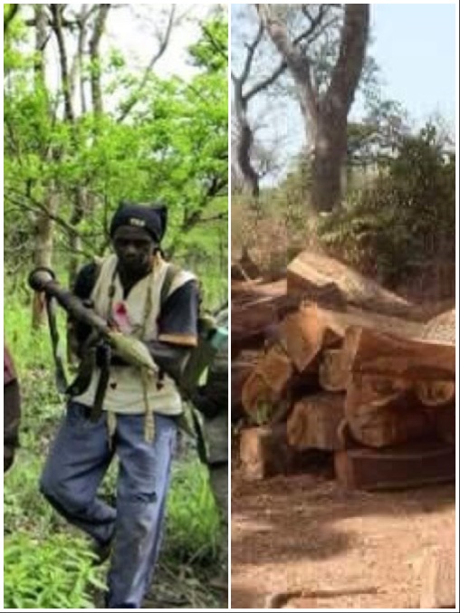 Coupe illicite de bois : Le pire évité de justesse entre agents des Eaux et Forêts et MFDC du camp de Mongone