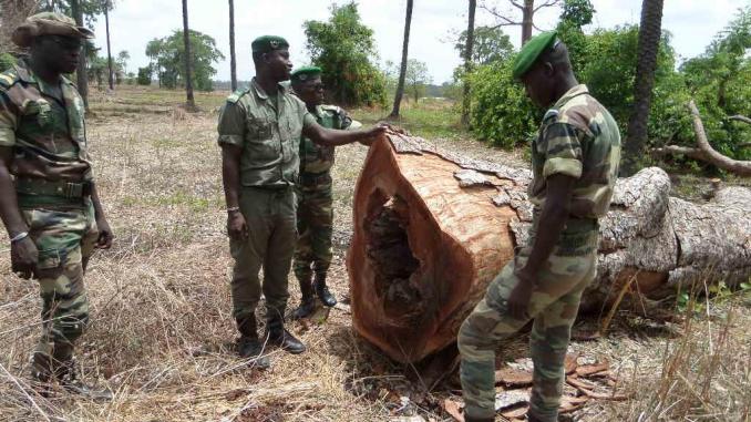 Tambacounda: la gendarmerie saisit 350 troncs d'arbres