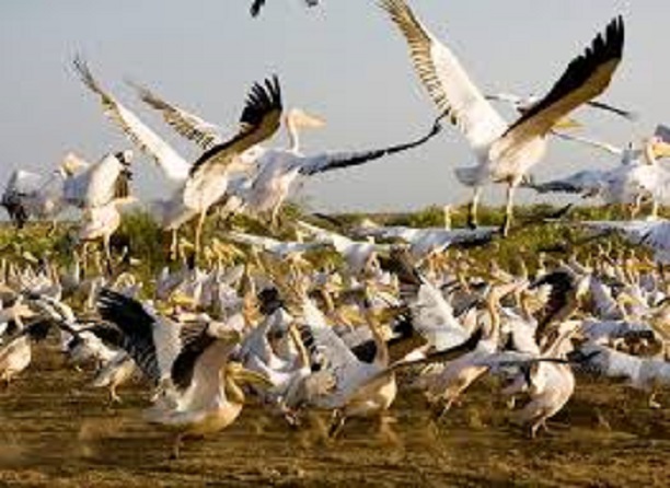 Grippe aviaire : Le Parc national mauritanien du Diawling  aussi touché et fermé