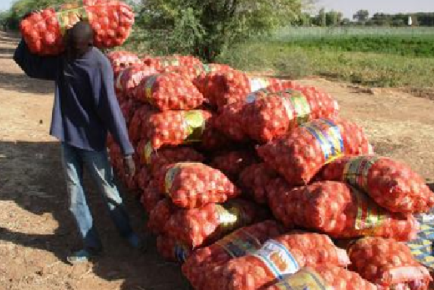 Commercialisation de l’oignon: A Potou, les producteurs appellent l’Etat à éviter la saturation du marché