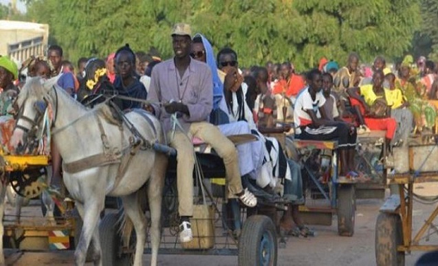 Vers une ruralisation de Dakar: Après les charrettes à cheval, les ânes arrivent !