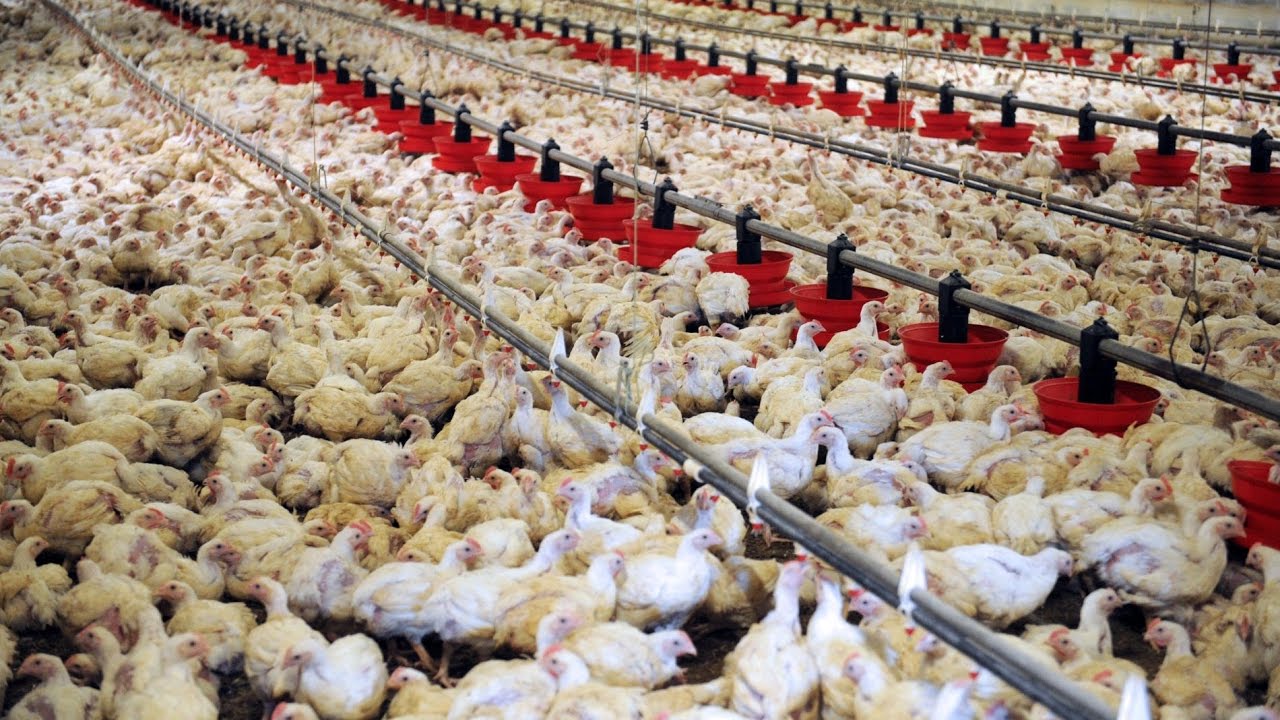 Korité/Approvisionnement du marché en poulets: Les assurances de l'Ipas malgré une "tension" en vue sur...