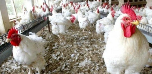 Korité 2021: Les prix flambent, un million de poulets manquent à l'appel