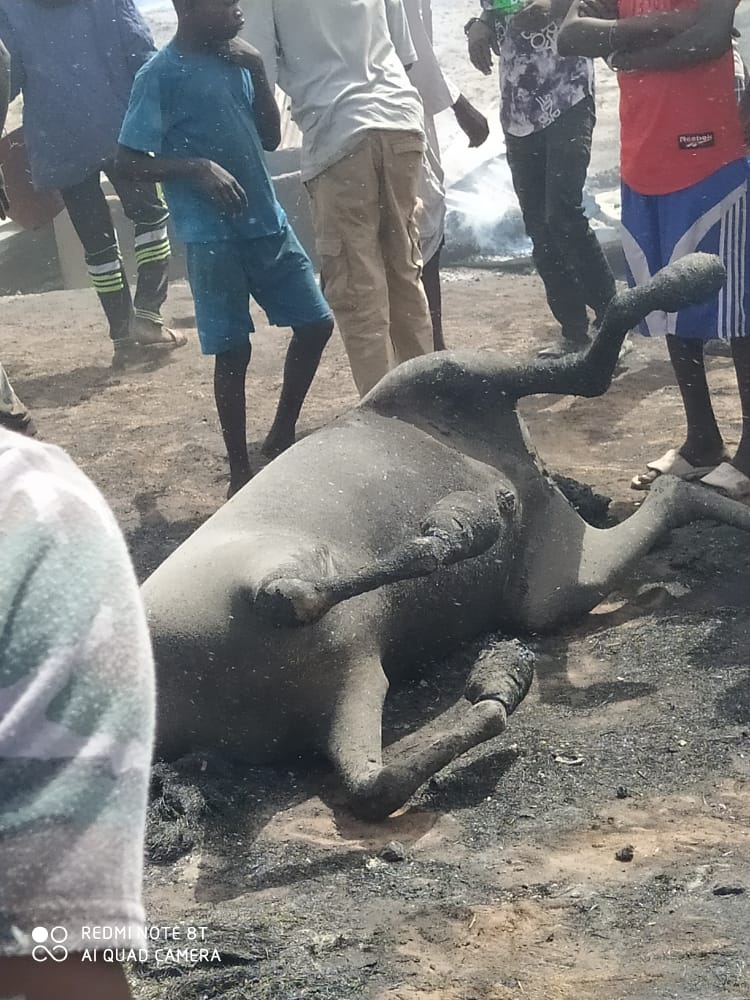  Kolda: Voici les images de l'incendie qui s'est déclaré a Darou khoudouss (Photos et vidéo)