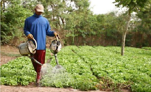 Financement de la campagne agricole à Vélingara : 173 millions pour les ménages vulnérables de Saré Coly Sallé