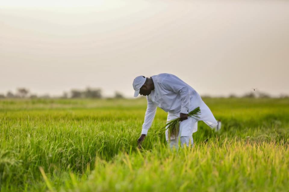 Casier rizicole de Fanaye : Macky décide de reproduire le modèle sur l'ensemble du département Casier rizicole de Fanaye : Macky décide de reproduire le modèle sur l'ensemble du département