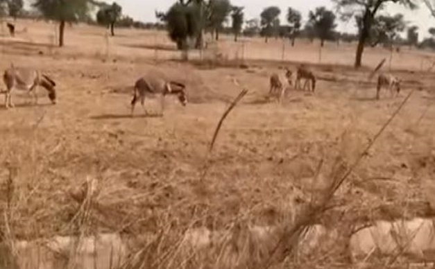 Alerte danger sur l’autoroute « Ilaa Touba » : les ânes à l’aise comme en terrain conquis sur certains axes