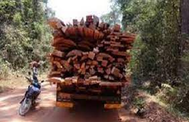 Trafic de bois en Casamance: 45.000 ha de forêts perdus chaque année