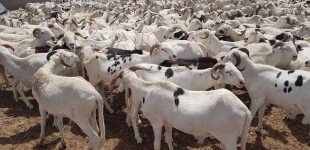 Tabaski 2021: 35 points d’approvisionnement en moutons, déjà installés