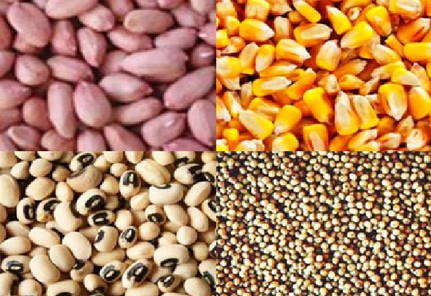 Monopole des multinationales sur les productions de semences: A Sédhiou, les organisations paysannes dénoncent