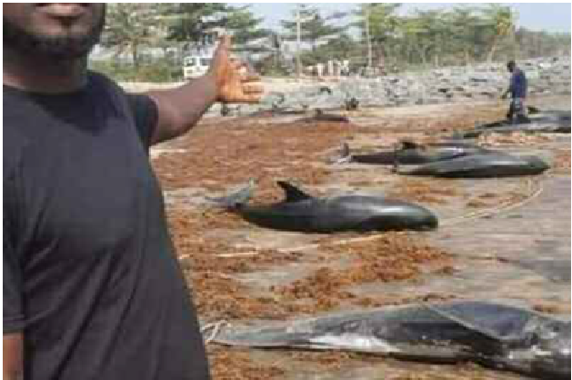 Drame Maritime : Des carcasses de tortues et de dauphins échouent sur la grande côte