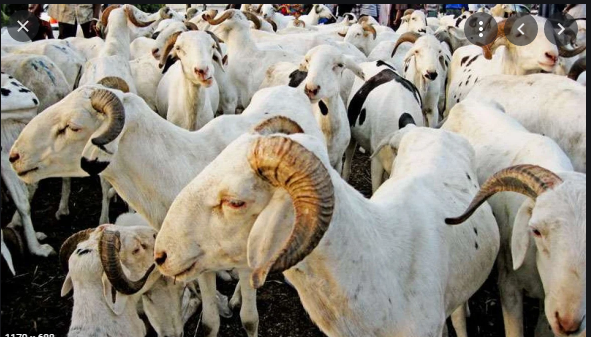 Tabaski: L’approvisionnement correct du marché en moutons, instruit