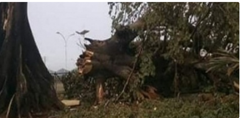 Fortes pluies à Diass: Un baobab s’effondre sur plusieurs maisons