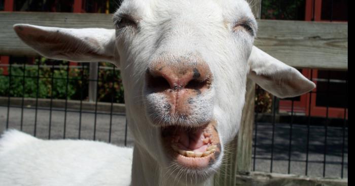 Affaire de zoophilie à Louga: Un jeune ouvrier âgé de 21 ans couchait avec une chèvre