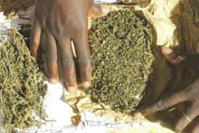 Trafic de drogue à Mbour: Un cultivateur tombe avec 5 kg de chanvre indien
