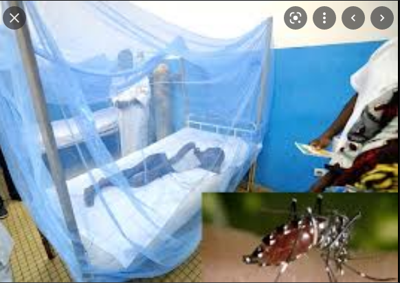 Saint-Louis: Des cas de dengue détectés dans la région