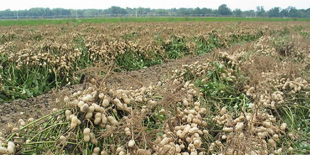 Campagne agricole 2021-2022: Le prix du kg d’arachide plafonné à 250 FCfa