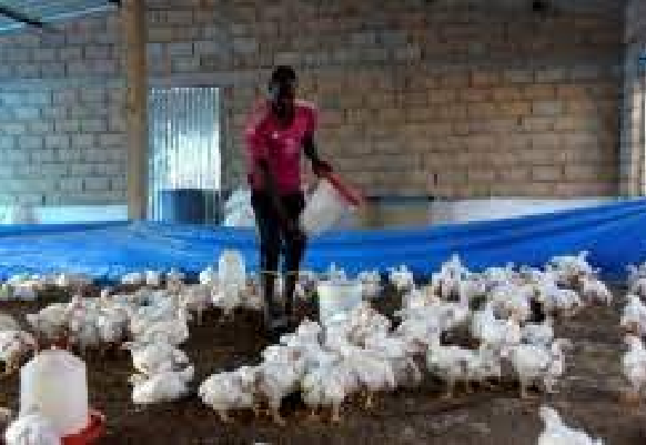 Impact négatif de la chaleur sur l’activité avicole à Vélingara : Des experts recommandent des solutions