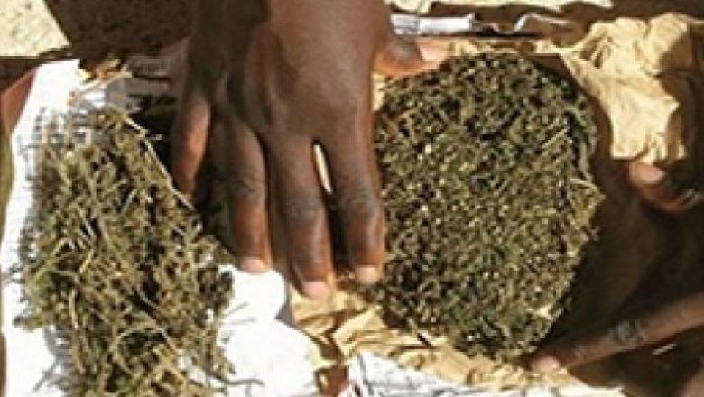 Chanvre indien: 9 kg saisis dans un bus